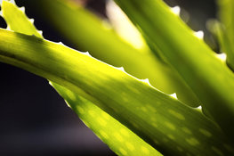 Could aloe vera have benefits for the skin and health?